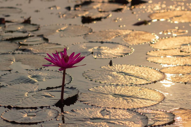 Pembe Su Lillie 's in Red Lotus Gölü - Udon Thani - Tayland - Fotoğraf, Görsel