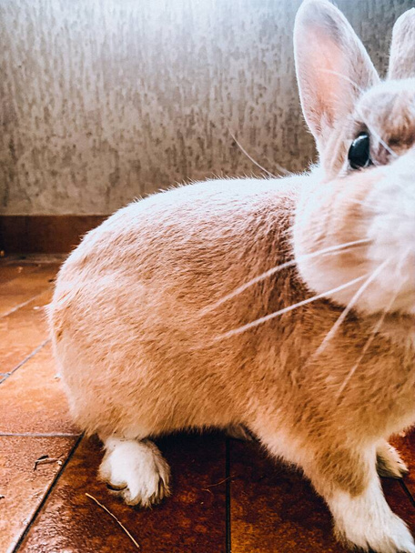 A closeup vertical shot of a cute rabbit standing on the floor - Valokuva, kuva