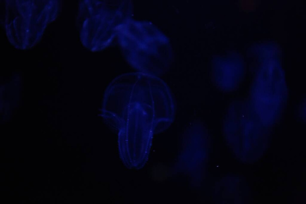 A soft focus of juvenile blue jellyfishes against a dark background - Zdjęcie, obraz
