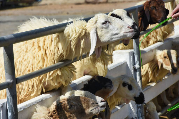 Des moutons affamés dans la ferme sortent leur tête de derrière la clôture attendant d'être nourris par des touristes
. - Photo, image