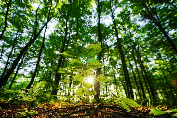 a positive moment in a green forest in spring with a small baby tree in the foreground. sun shines through the leaves. new life growing. - Foto, Imagen