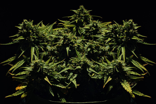 Marihuana pensas valon alla, vihreä hamppu silmut mustalla pohjalla, kotiviljely
 - Valokuva, kuva