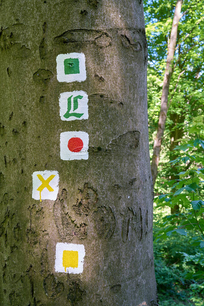 megjelölt túraútvonalak egy fán a thüringiai erdőben Friedrichroda közelében, Németországban - Fotó, kép