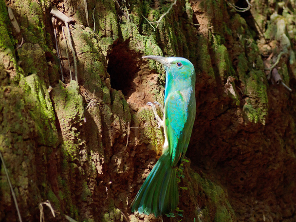vousatá modře bee-eater - Fotografie, Obrázek