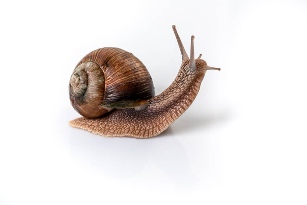 Helix Pomatia Snail with brown striped shell, crawl isolated on a white background Helix Pomatia Burgundy Roman, Escargot. space for text. - Фото, зображення