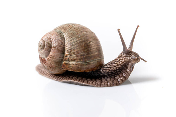Helix Pomatia Snail Muller with brown striped shell, crawl isolated on a white background Helix Pomatia Burgundy Roman, Escargot. banner format. space for text. - Fotografie, Obrázek
