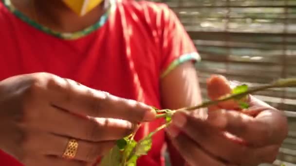 Close-up van de hand van een vrouw plukken bladeren uit een bos van spinazie - Video