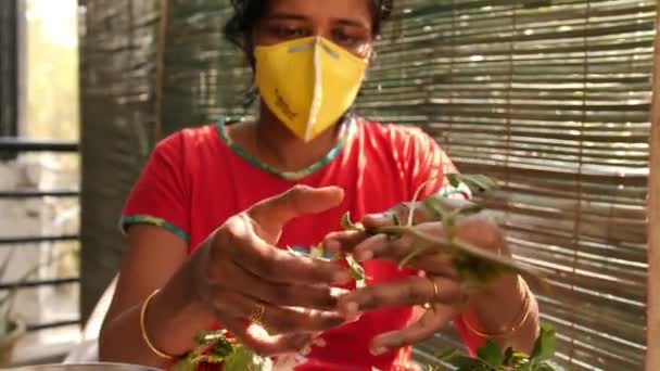 Covid19 Corona virüsü salgını sırasında ıspanak yaprakları toplayan maske takan Güney Hintli bir kadının yakın çekimi. - Video, Çekim