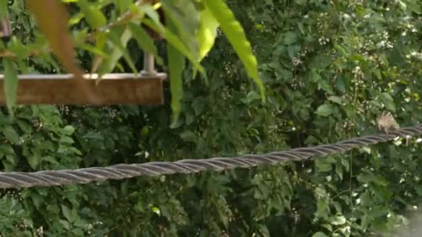 Zbliżenie indyjskiej wiewiórki palmowej lub trzypaskowej wiewiórki palmowej biegnącej na kablu elektrycznym w ciągu dnia - Materiał filmowy, wideo