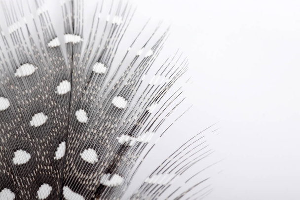 Imagen de la pluma de guinea aislada sobre fondo blanco, generalmente utilizada para la artesanía
 - Foto, imagen