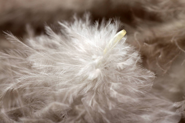 Imagen de la pluma de guinea aislada sobre fondo blanco, generalmente utilizada para la artesanía
 - Foto, Imagen