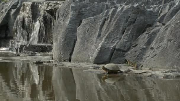 滝の近くの岩の上に亀が休んでいる. - 映像、動画