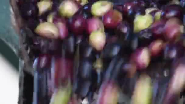 Las aceitunas recién cosechadas cayendo en un transportador industrial en un molino de petróleo - Imágenes, Vídeo