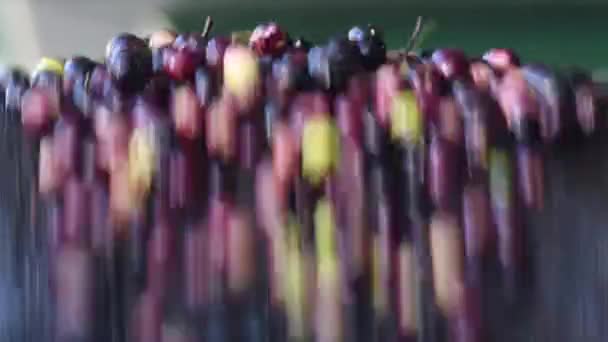 Olives qui viennent d'être récoltées et transportées dans un convoyeur industriel - Séquence, vidéo