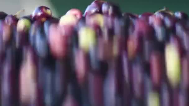 Olive che cadono in un trasportatore industriale in un frantoio - Filmati, video