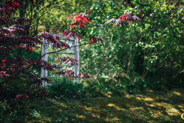 червоний японський клен, що світить в саду з невеликою глибиною різкості
 - Фото, зображення