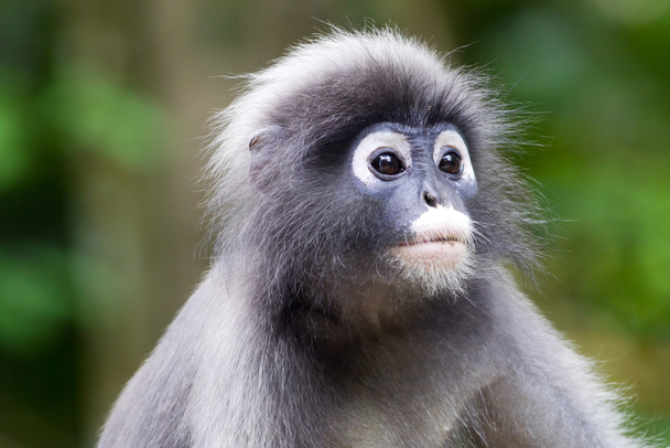 Мавпа сутінкову лист
 - Фото, зображення