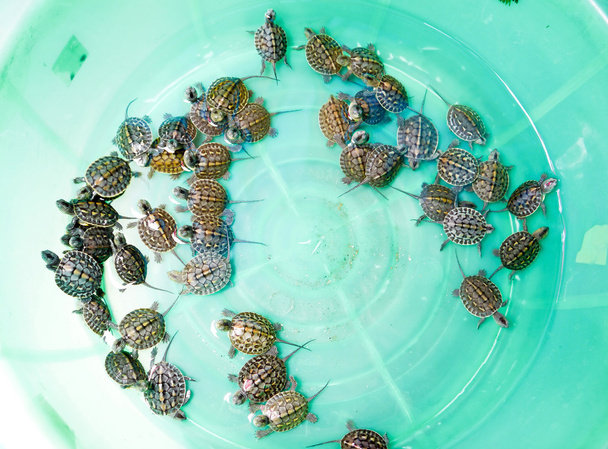 Bebek kaplumbağalar. - Fotoğraf, Görsel