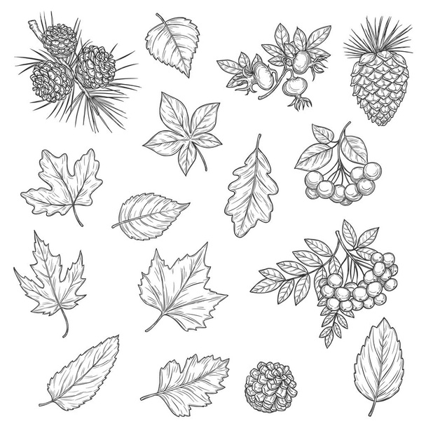 Jesienne szkice liści i owoców. Jesienne liście wektorowe klonu, dębu i brzozy, liście kasztanowca, żołędzia pażdziernika, jagody łabędzie i briary, gałązki z szyszką i igłami, motywy sezonu przyrodniczego - Wektor, obraz