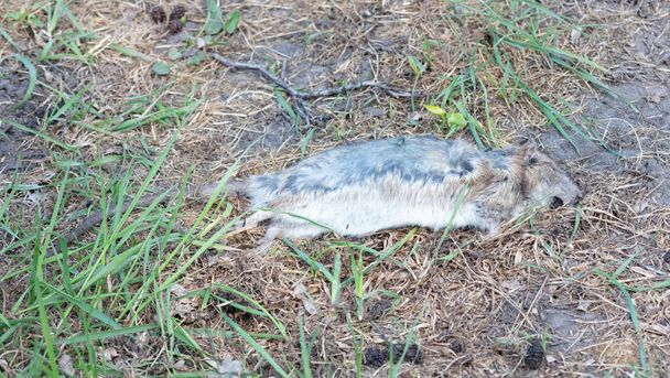 Rato-almiscarado morto na relva, Países Baixos
 - Foto, Imagem