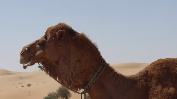 Camelo de criação de fazenda árabe
 - Filmagem, Vídeo