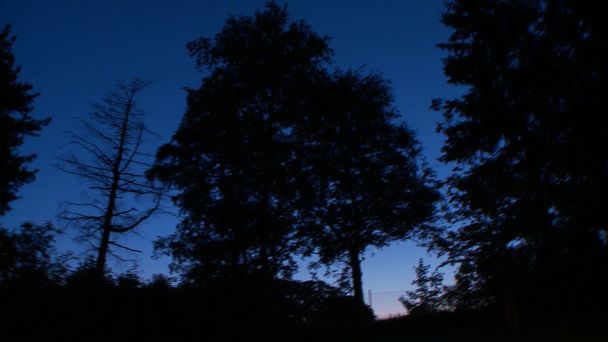 drzewa w nocy - Materiał filmowy, wideo