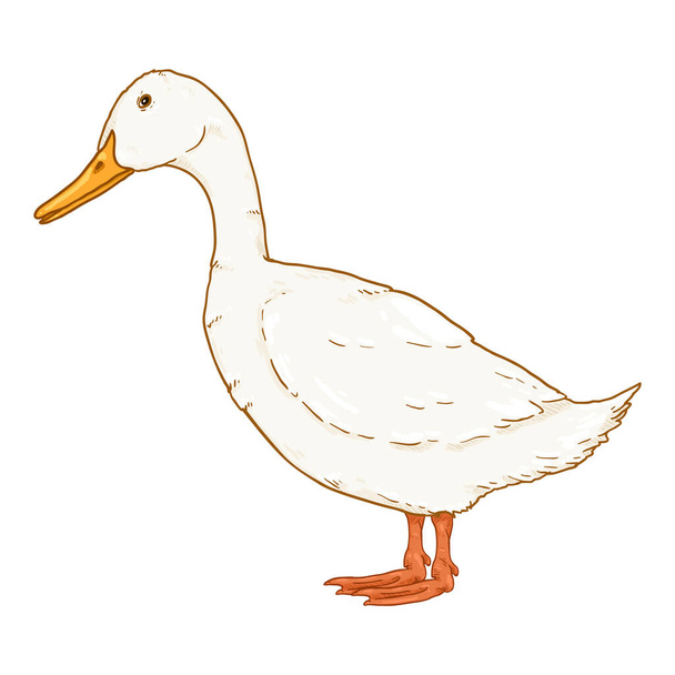 Vector Cartoon White Duck Illustration - Vector, Image