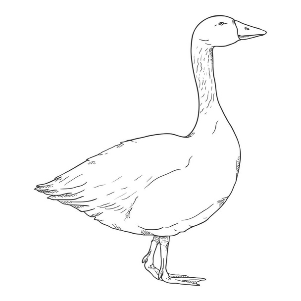 Vector Sketch Goose. Poultry Hand Drawn Illustration - Vector, Image