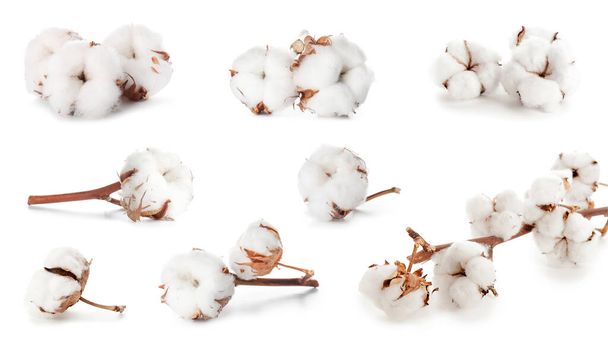 Beautiful cotton flowers on white background - Photo, Image
