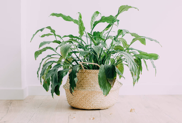 Rattan basket planters. Home decor.  Trendy or modern woven plant.  - Φωτογραφία, εικόνα