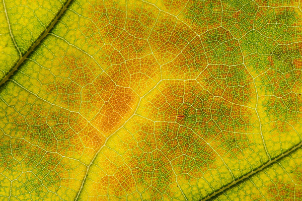 close-up photo of autumn leaves. Leaf texture. Macro photo - Photo, Image