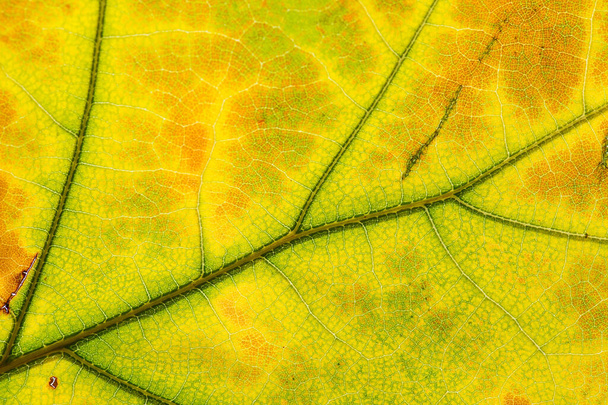 close-up photo of autumn leaves. Leaf texture. Macro photo - Foto, Imagen