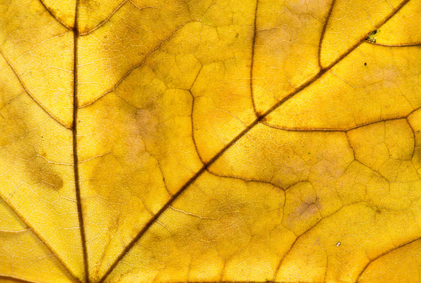 close-up photo of autumn leaves. Leaf texture. Macro photo - Foto, afbeelding