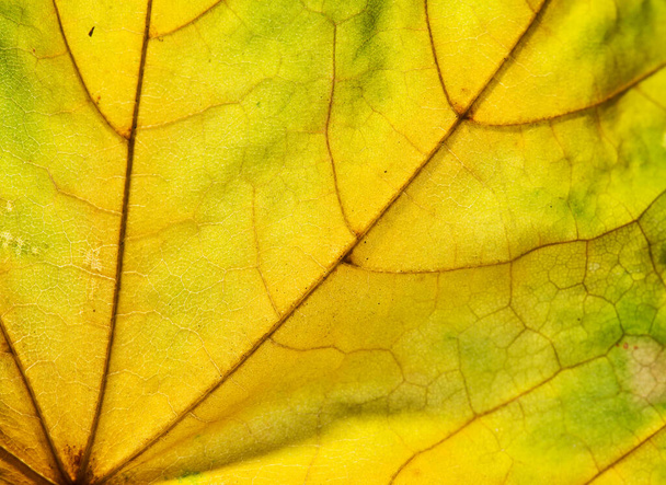 close-up photo of autumn leaves. Leaf texture. Macro photo - Фото, зображення