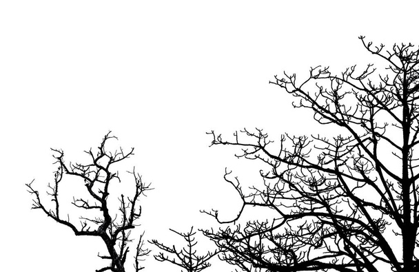 シルエットの枯れ木と枝は白い背景に孤立している。グラフィックデザインや装飾のための木の枝。黒と白のシーンのアート。悲しみ、死、孤独、絶望、絶望の背景. - 写真・画像