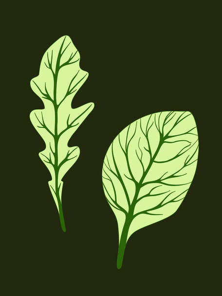 Arugula rucola and spinach. Green leaves isolated on dark background. Vector illustration. Fresh herbs. Vegetarian Ingredient. Organic food. Logo, packaging, print, market store - Vektori, kuva
