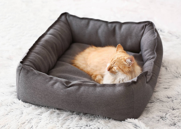 Lindo gato divertido acostado en la cama de mascotas en casa
 - Foto, Imagen