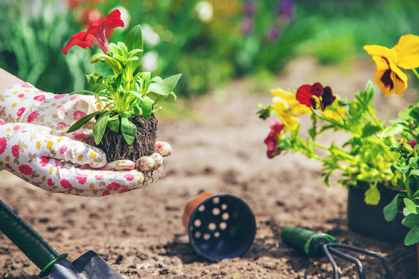 The gardener is planting a flower garden. Selective focus. nature. - Valokuva, kuva