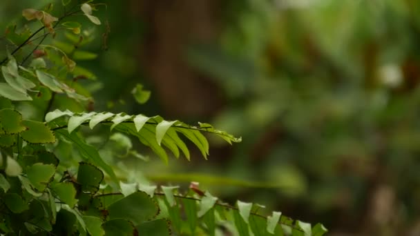 Derin sisli tropikal ağaçların vahşi, canlı bitkileri. Orman manzarası. Egzotik Asya ormanlarının içi. Yağmur ormanlarının tepesinde sarkan yosun sarmaşıkları. Astropikal ormanın yeşil doğal arka planı. - Video, Çekim