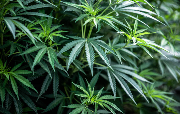 Medische cannabiskwekerij, vegetatieve plant - Foto, afbeelding