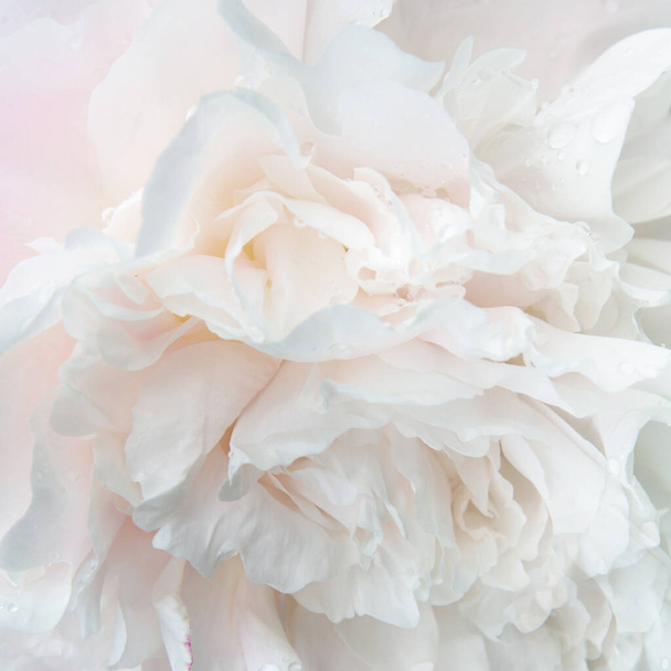 Romantic square background, delicate white peonies flowers close-up. Fragrant pink petals - Photo, Image