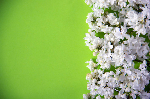 緑の背景に白いライラックを開花と創造的なフラットレイアウト組成。春のコンセプト。自然を背景に。トップビュー、コピースペース. - 写真・画像
