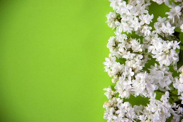 Kreative flache Lagekomposition mit blühendem weißen Flieder auf grünem Hintergrund. Frühlingskonzept. Natur im Hintergrund. Ansicht von oben, Kopierraum. - Foto, Bild