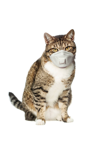 Mascota gato en máscara protectora sobre fondo blanco
 - Foto, imagen