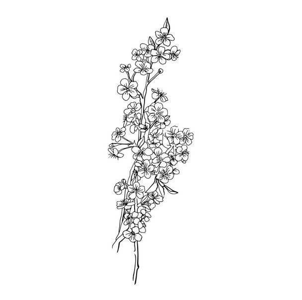 Fleur de cerisier isolée sur fond blanc. Illustration vectorielle dans le style Doodle. Sakura japonais
 - Vecteur, image