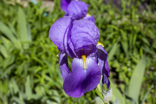 Iris pseudacorus blu - bandiera d'acqua in un giardino
 - Foto, immagini