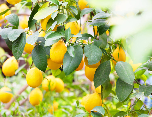 Жёлтое лимонное дерево
. - Фото, изображение