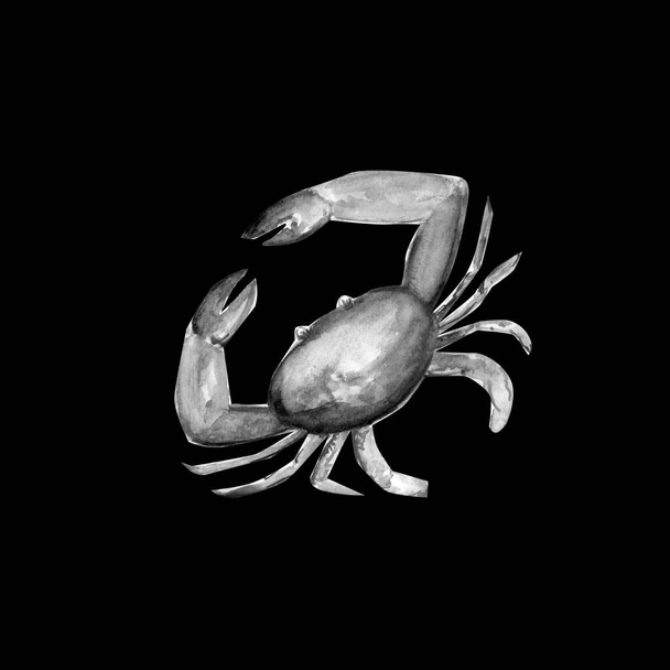 Aquarelle painting of crab sketch art illustration - Photo, Image