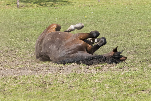 Genç kahverengi bir aygır at çiftliğinde sıcak bir bahar gününde çimlerde yuvarlanarak eğleniyor.. - Fotoğraf, Görsel