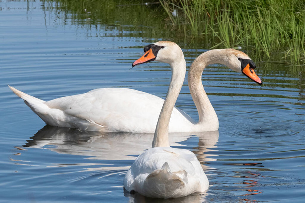 Dos cisnes blancos con picos anaranjados nadan en un estanque, el sol brilla sobre las plumas. Reflejos en el agua azul
. - Foto, Imagen